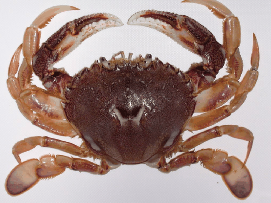 6233eae0cb072ecec6ab0765f6e1c7f9.png